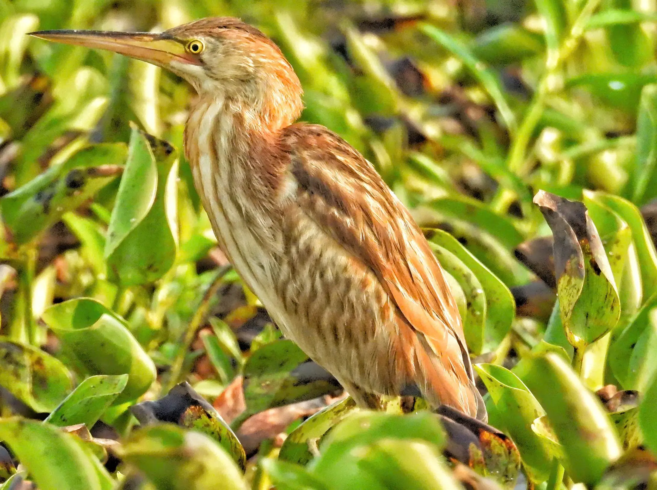 A small wild waterbird among wetland vegetation