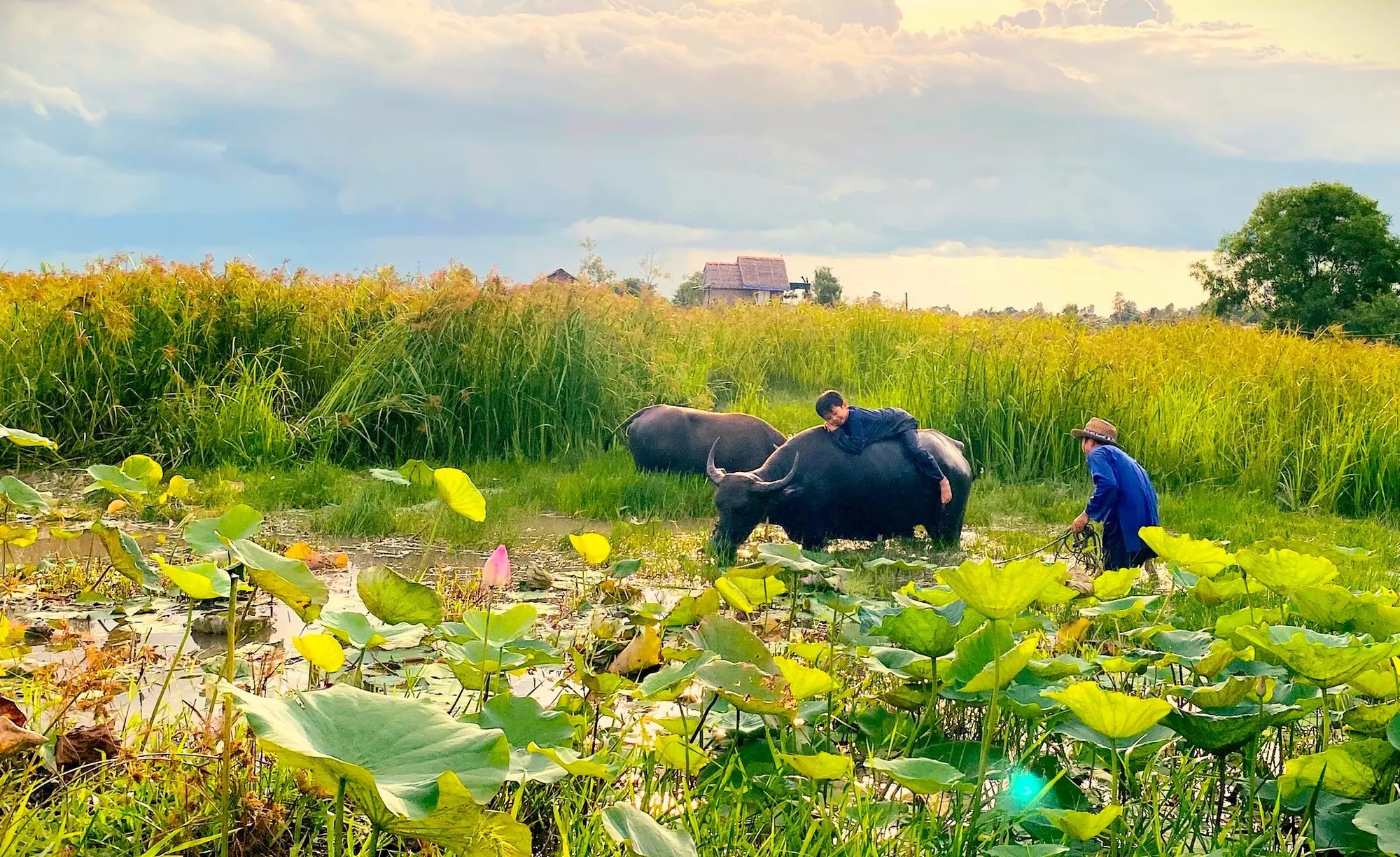 Trâu giữa đồng sen tại Việt Mekong Farmstay