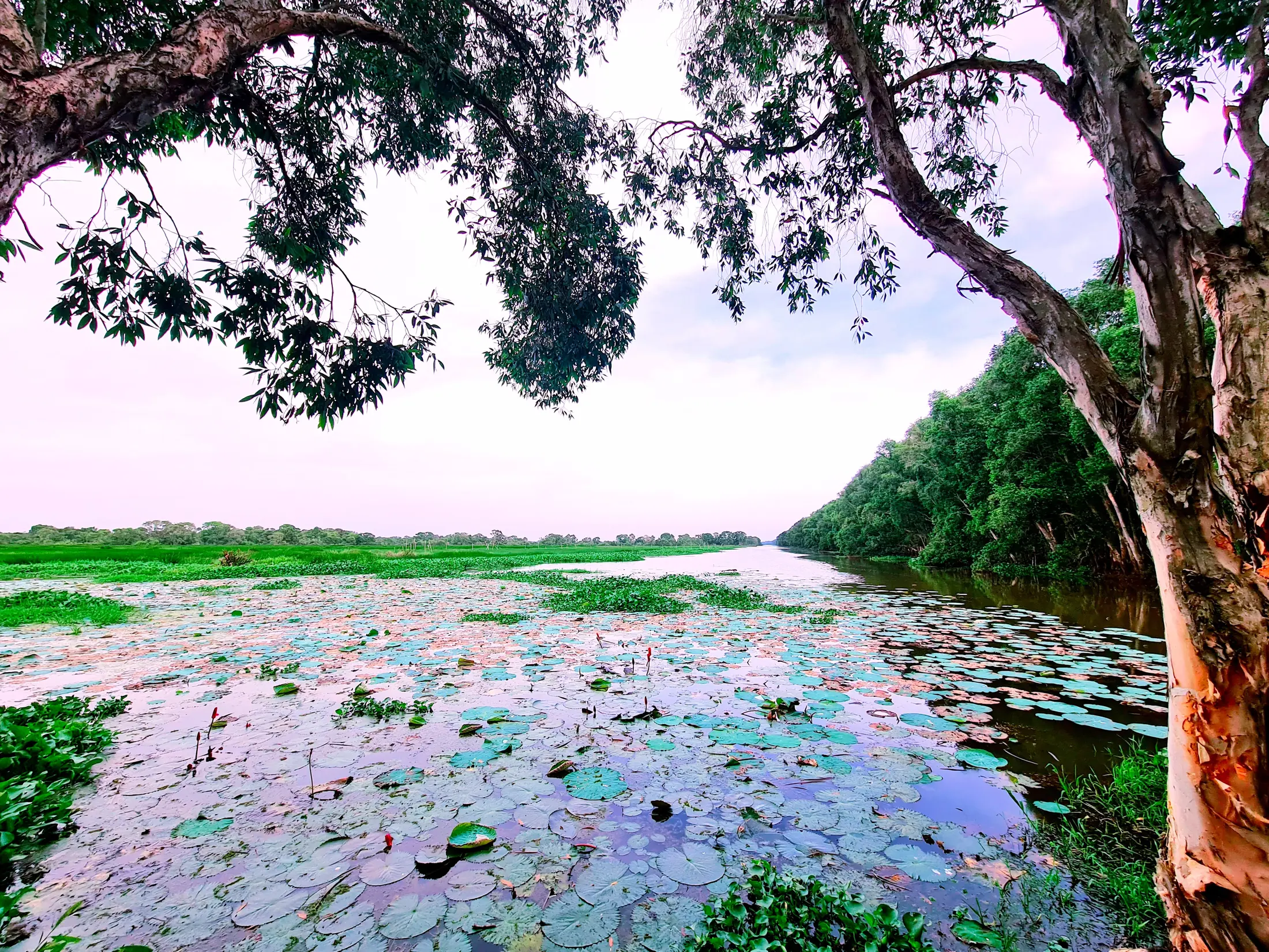 Thảm thực vật và mặt nước tại Việt Mekong Farmstay