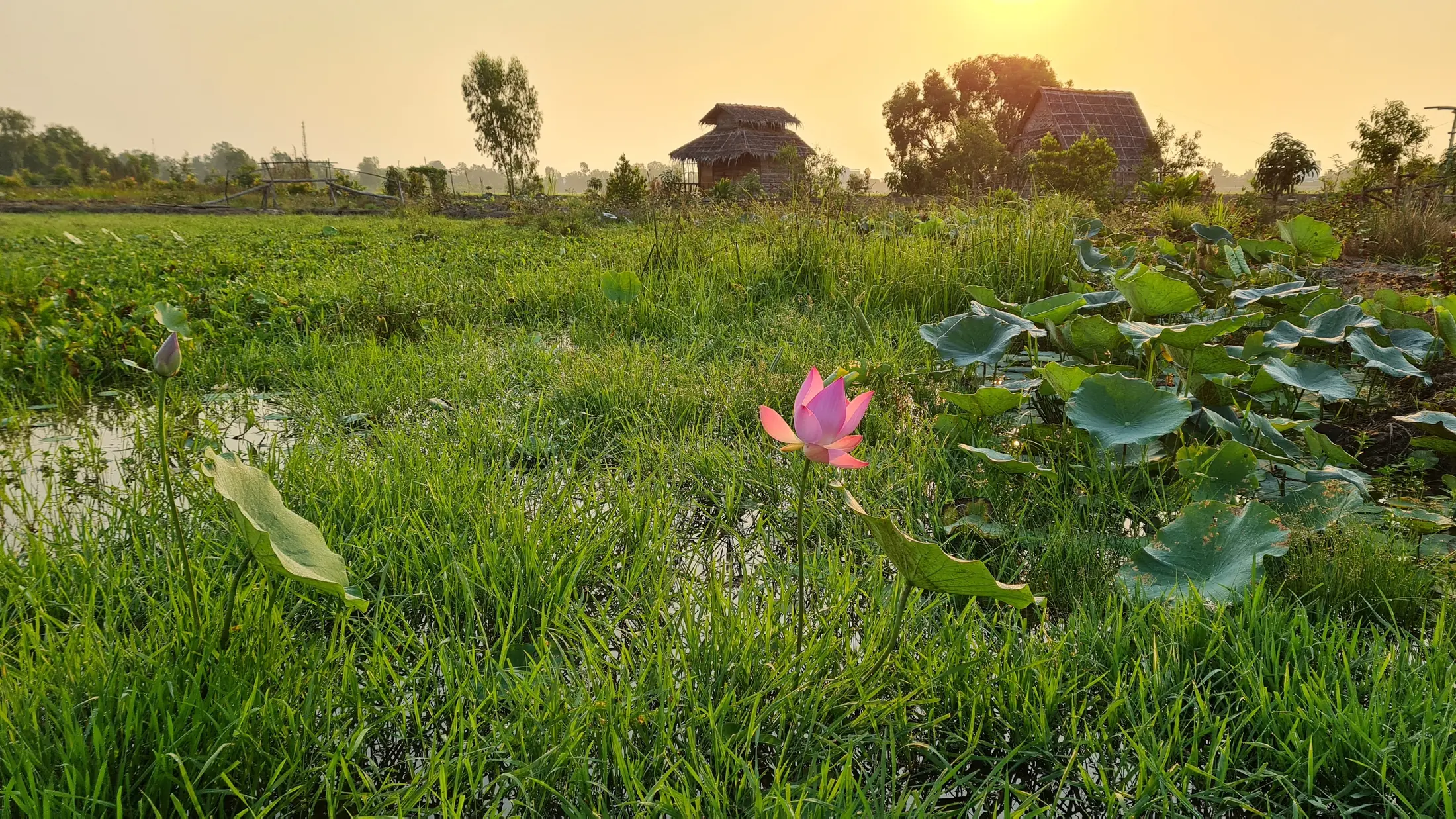 Lotus growing in the farmstay wetland