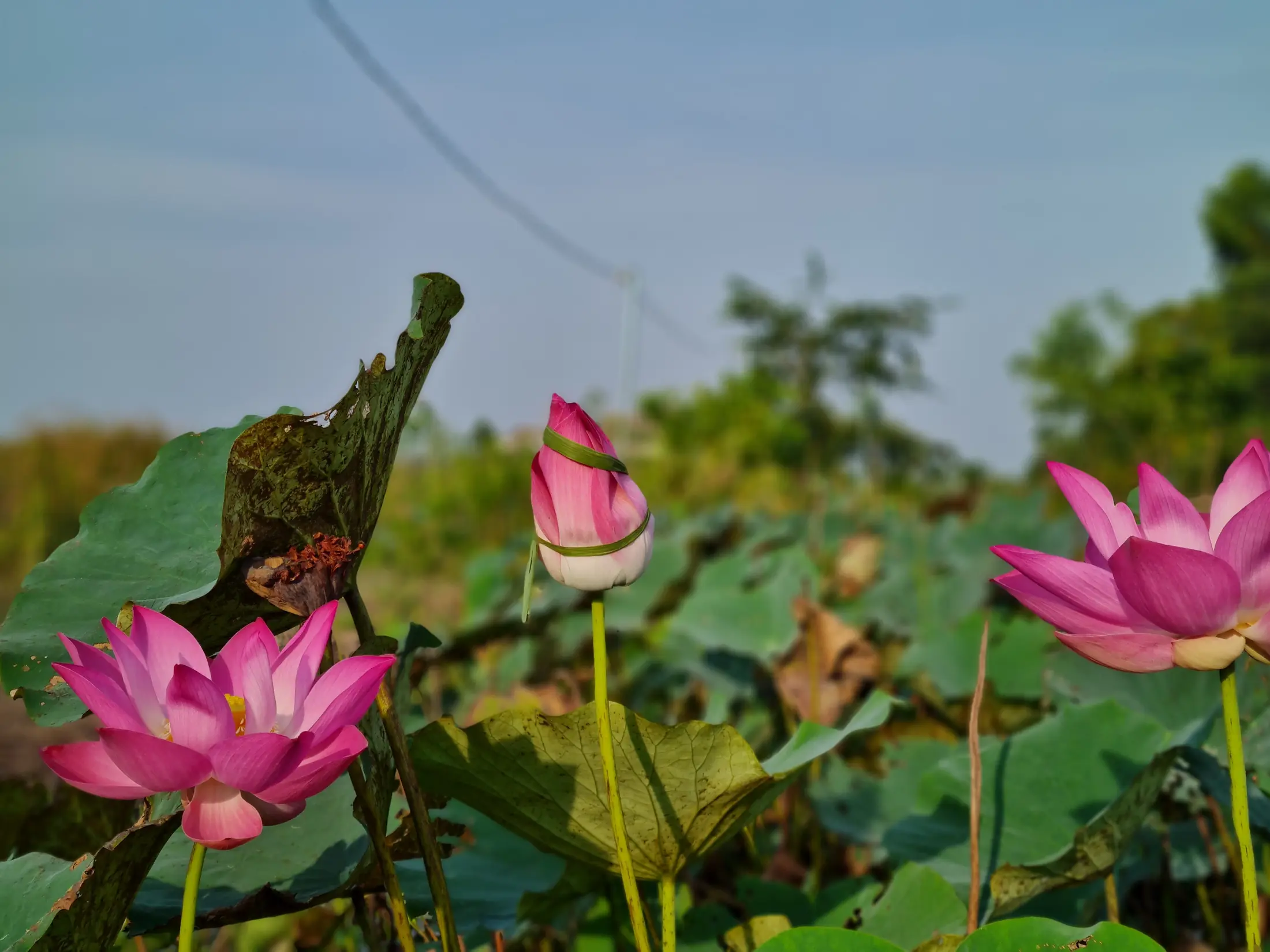 Sen hồng nở trên vùng nước nông