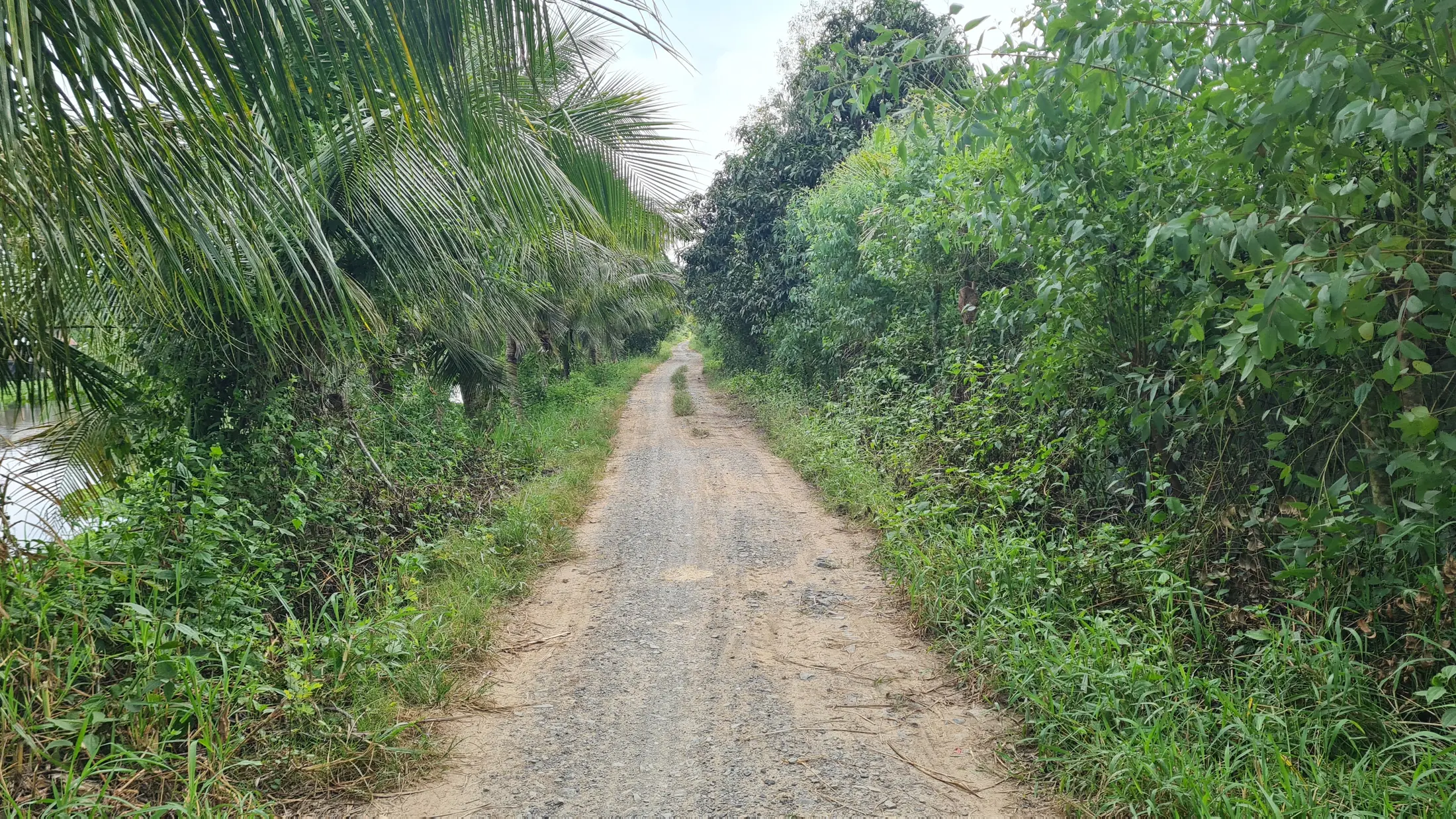 Đoạn đường nông thôn có cây xanh gần farmstay