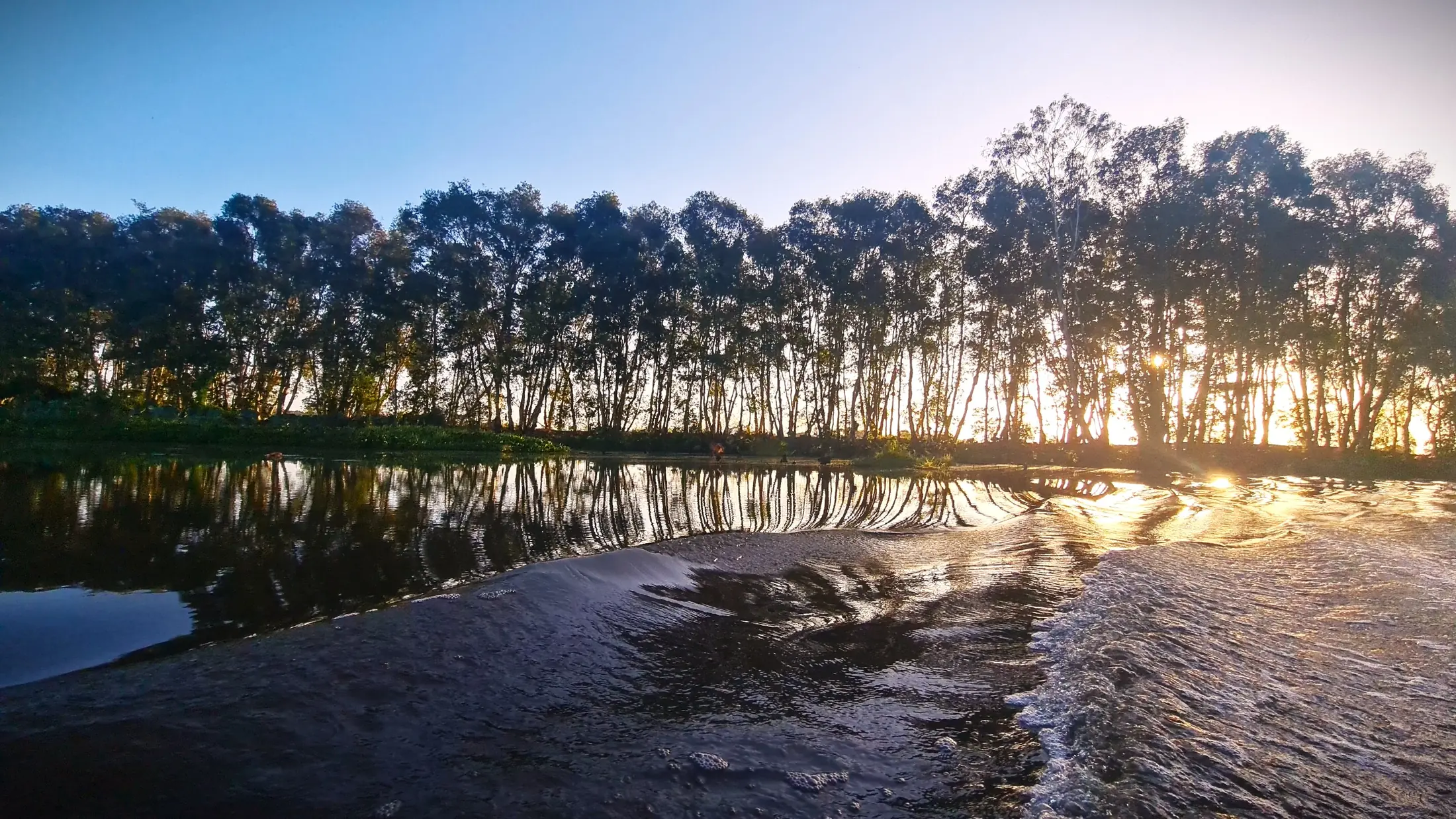 Late-afternoon light over trees and water in Tram Chim National Park