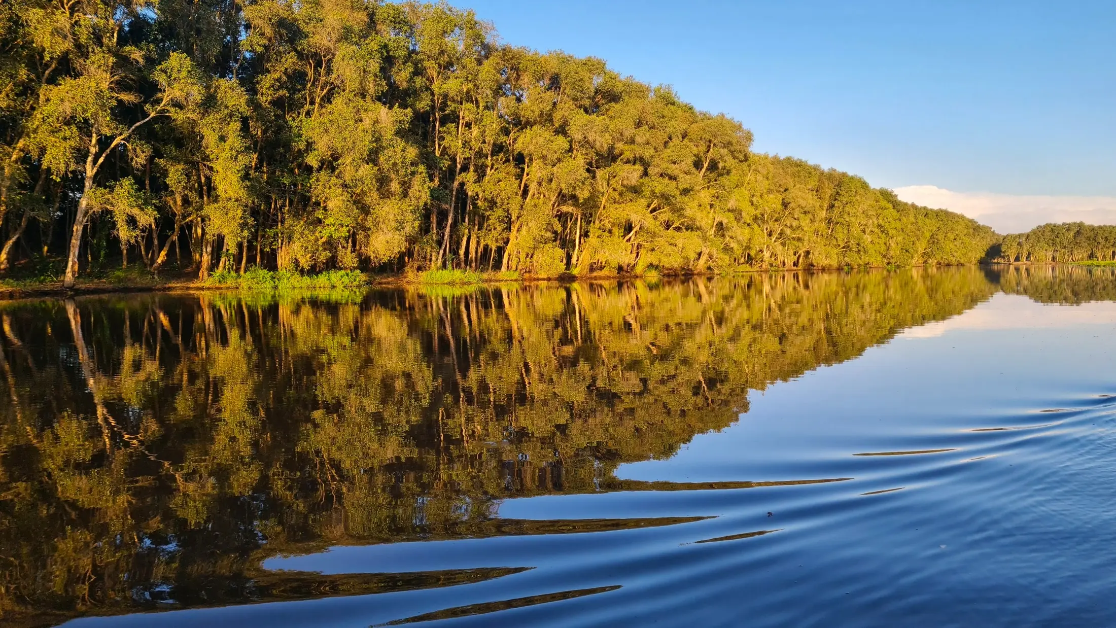 Golden reflections along a melaleuca-lined waterway in Tram Chim