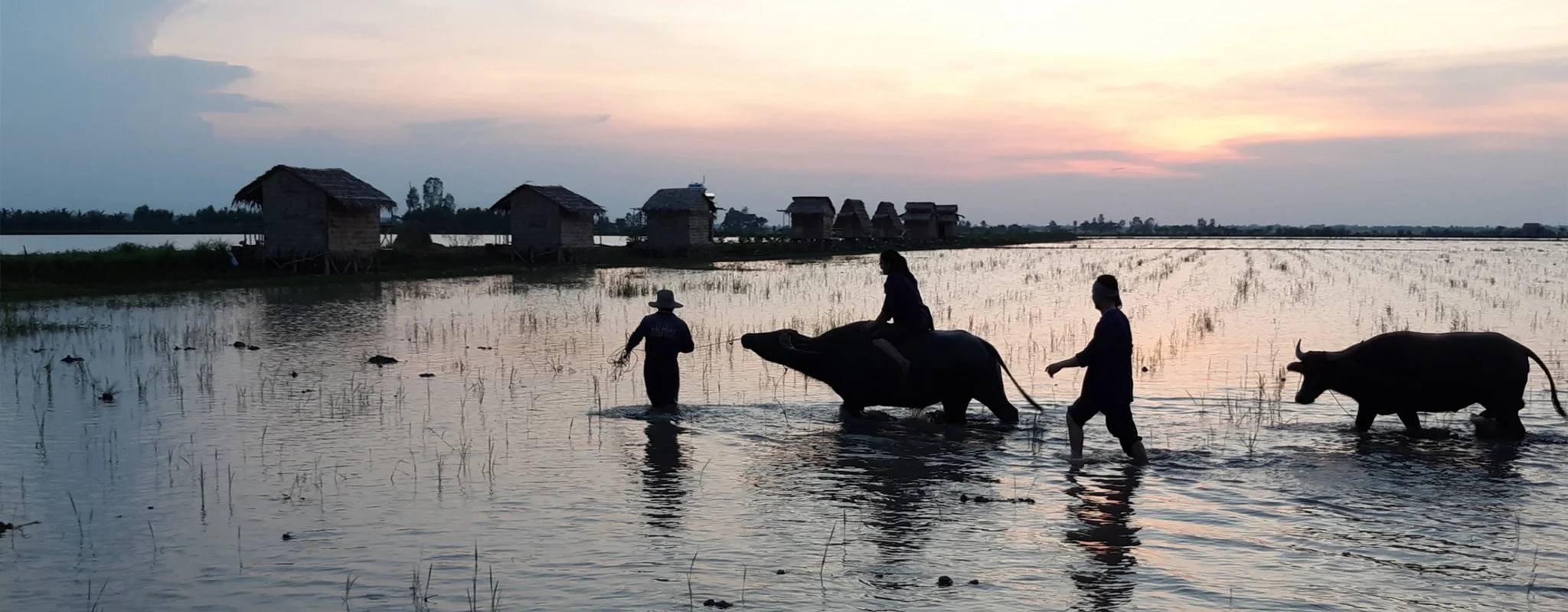 People and water buffalo moving through shallow wetland water at sunset at Viet Mekong Farmstay
