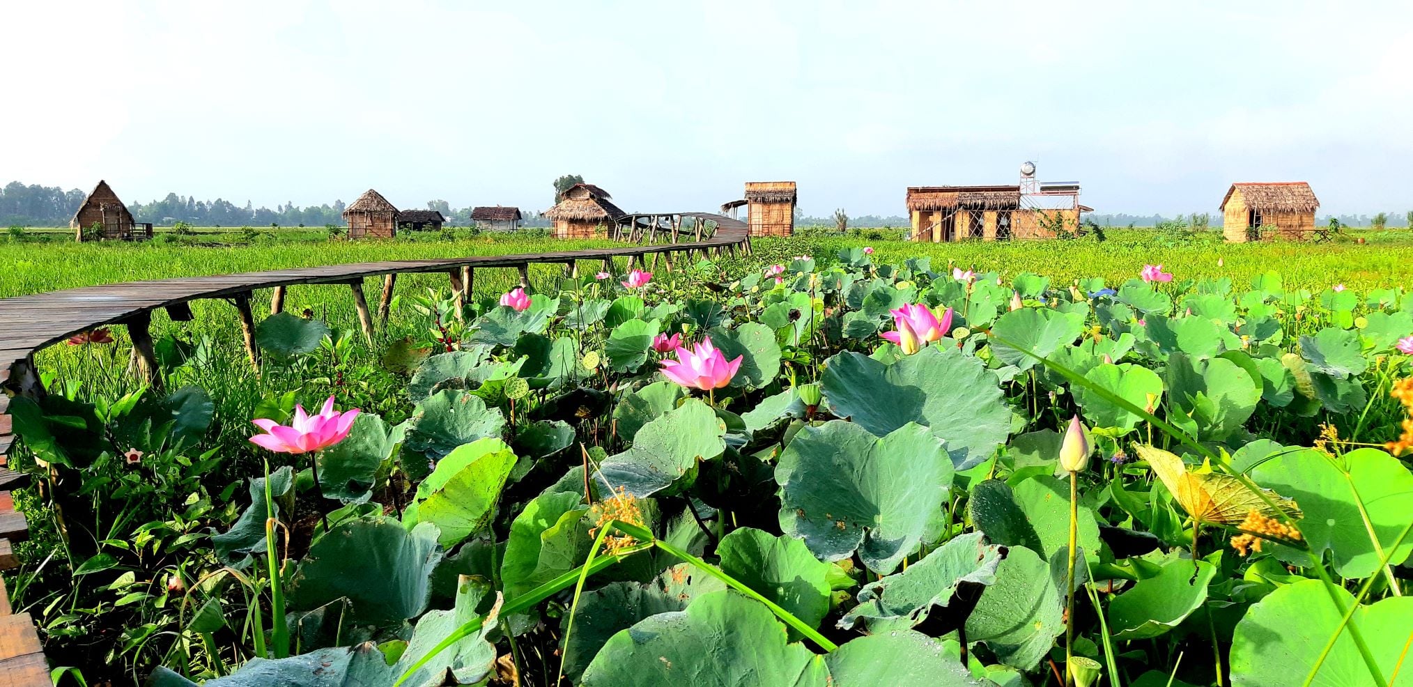 Pink lotus, wooden boardwalk and small farmstay structures at Viet Mekong Farmstay