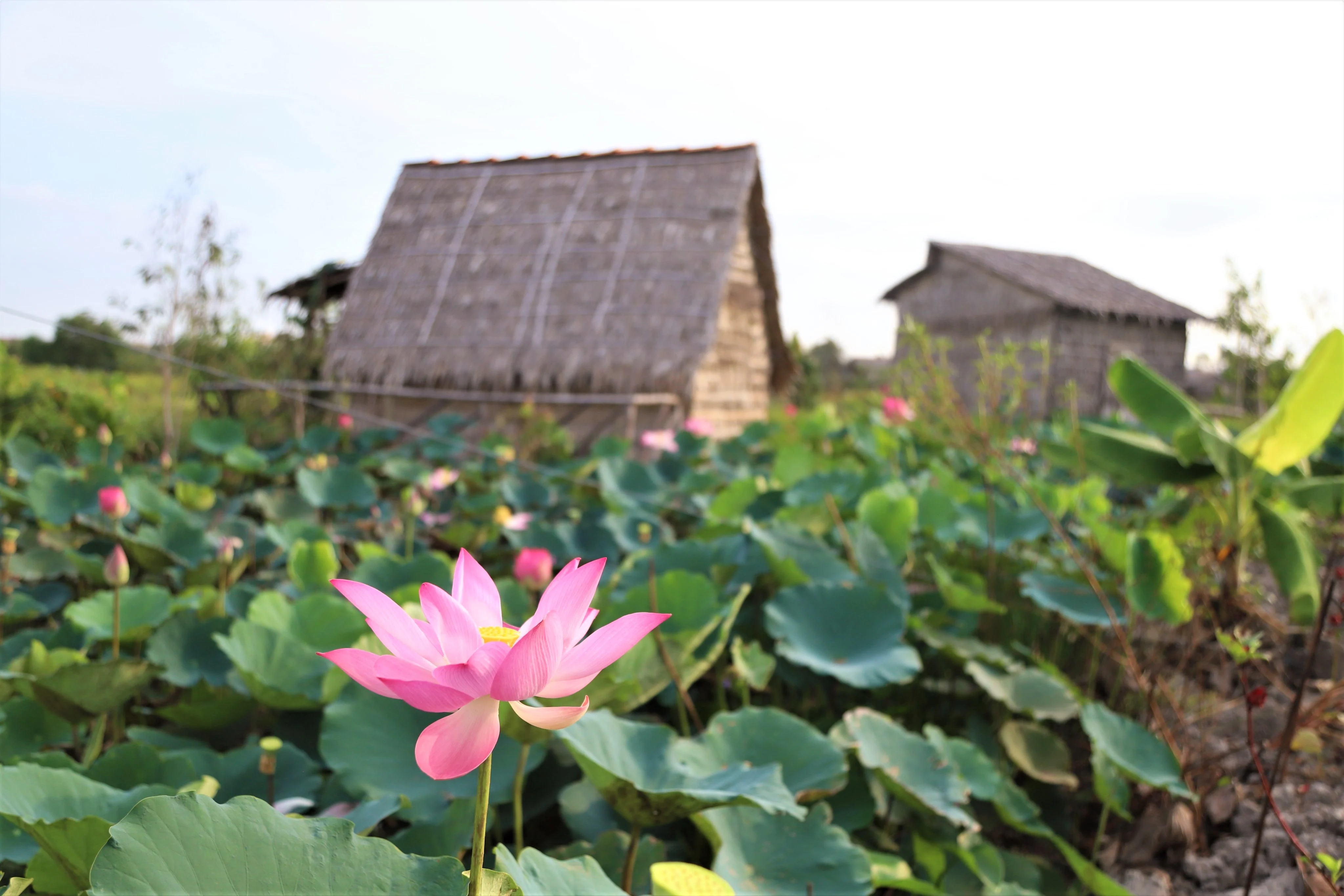 Pink lotus flower with rustic farmstay huts behind